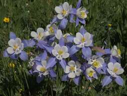Image of Aquilegia