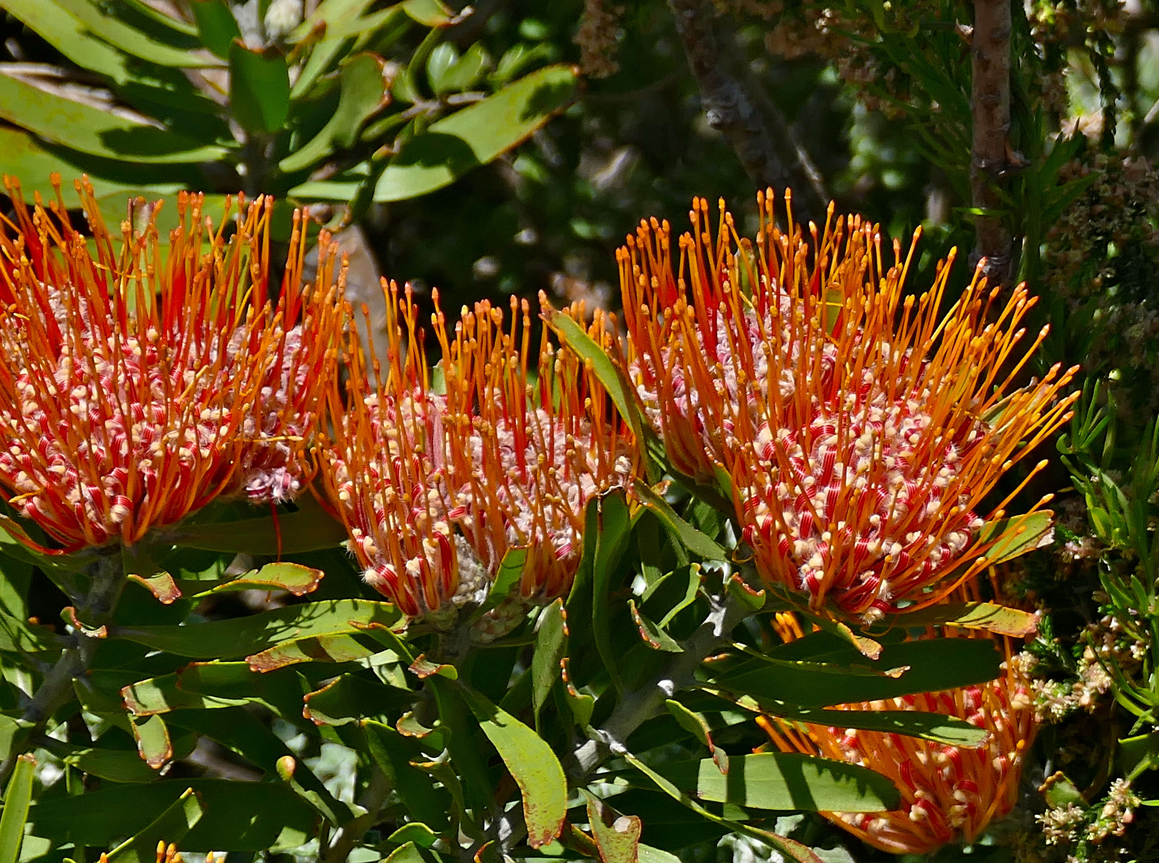 Image of leucospermum