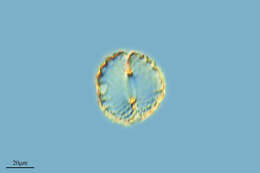 Image of Cosmarium cyclicum