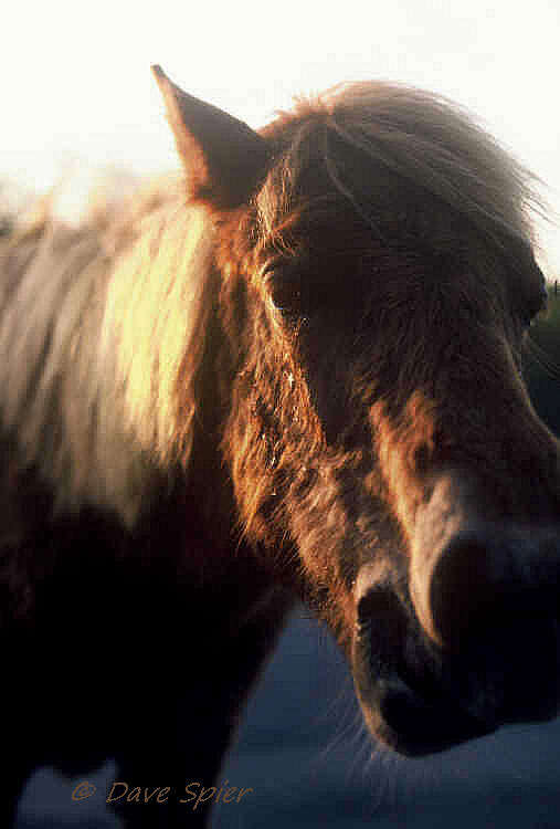 Image of Equus subgen. Equus Linnaeus 1758
