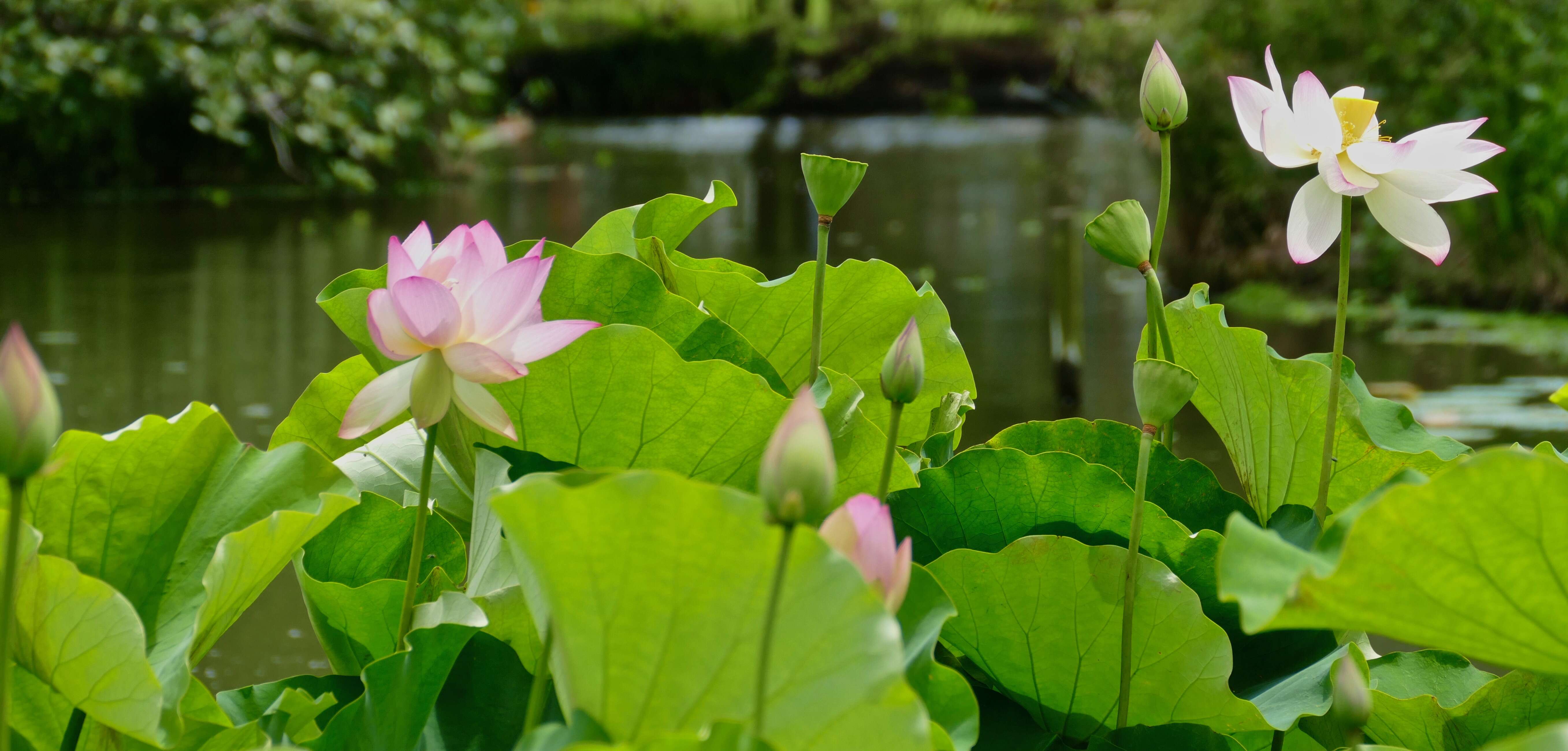 Image of lotus