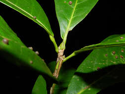 Image of Sloanea longipes Ducke