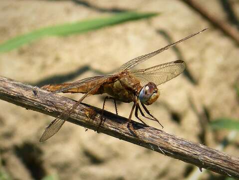 Image of Crocothemis Brauer 1868