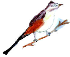 Image of Prinia Horsfield 1821