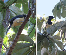 Image of Trogon Brisson 1760