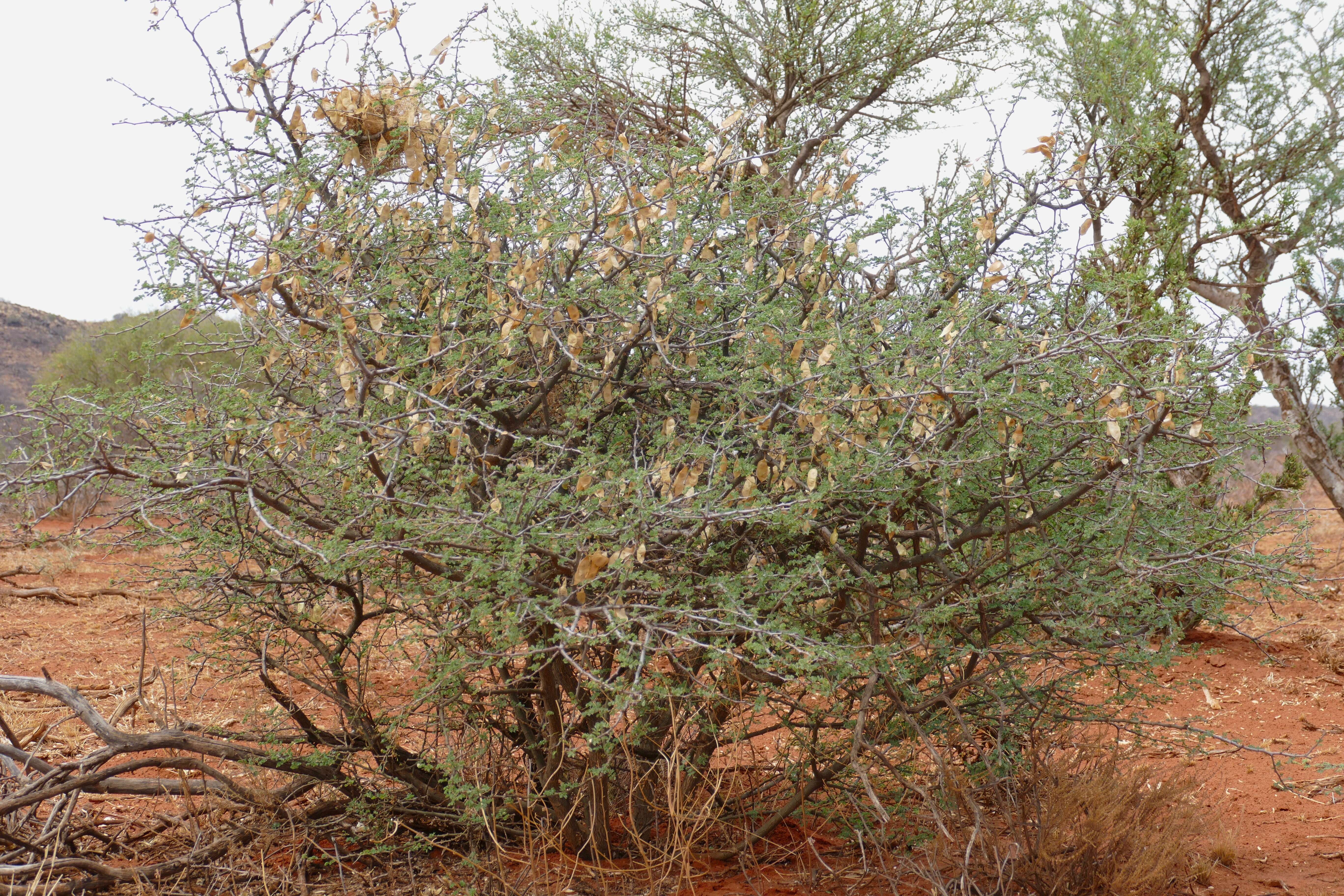 Image of acacia