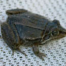 Image of Striped Burrowing Frog