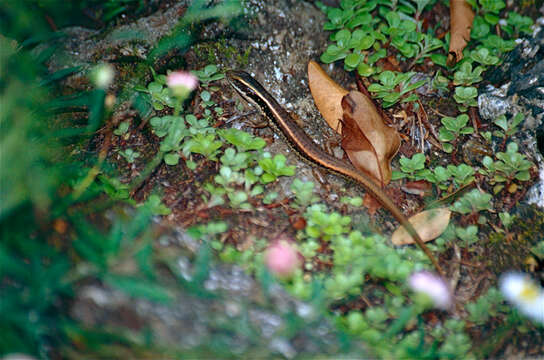 Image of water skink