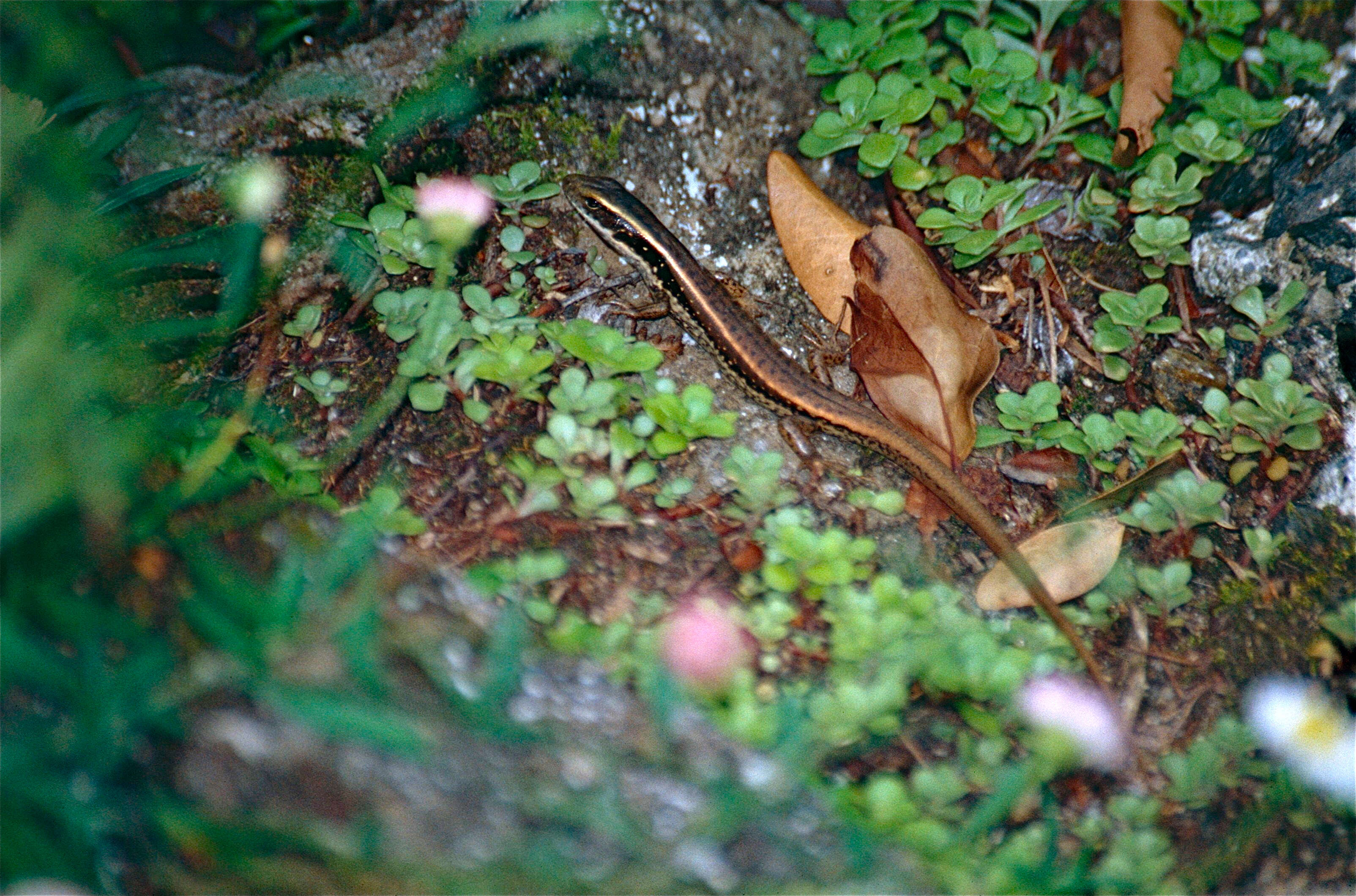 Image of water skink