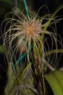 Image of Medusa's Bulbophyllum