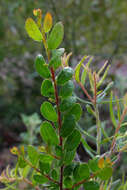 Image of Acacia hispidula (Sm.) Willd.