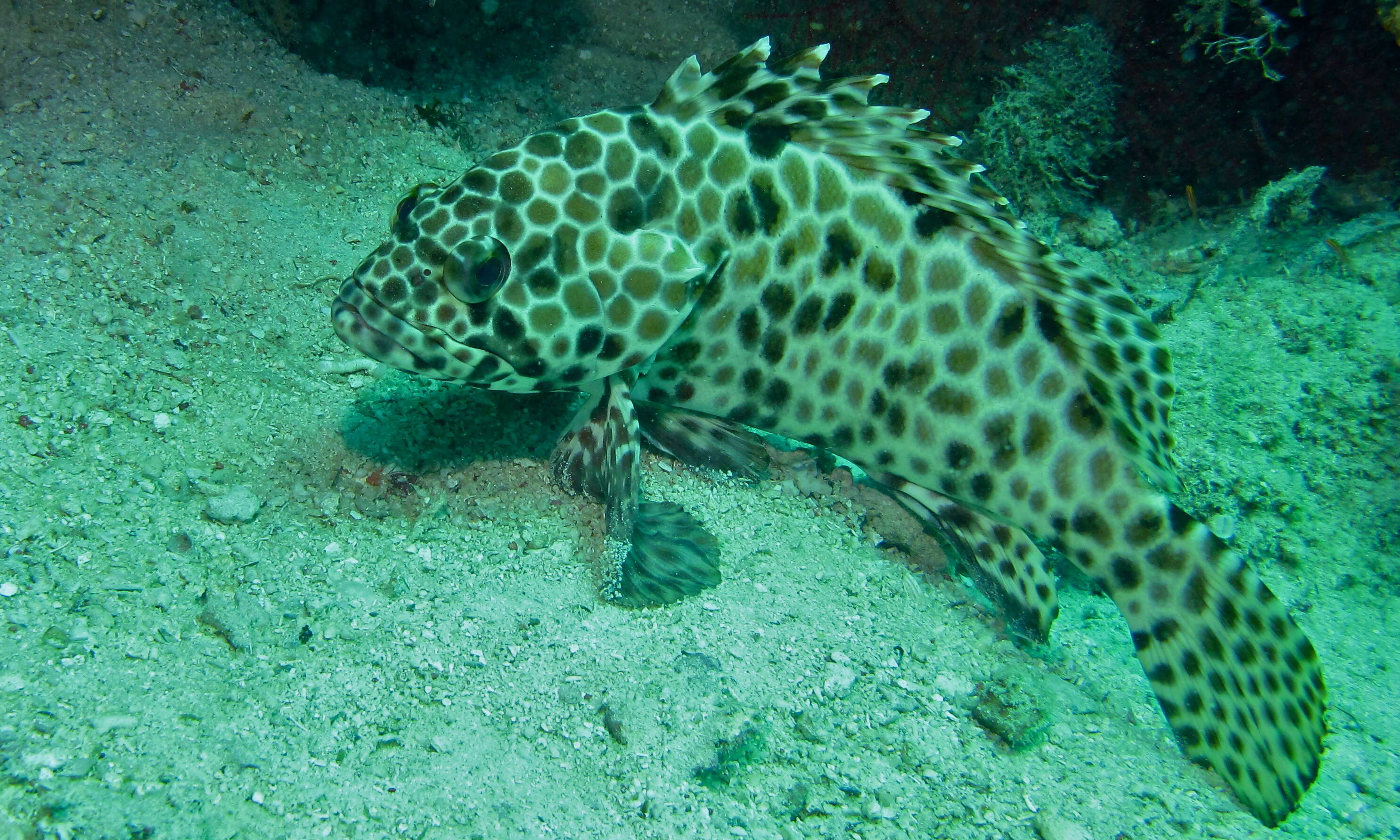 Image of Dwarf-spotted Grouper