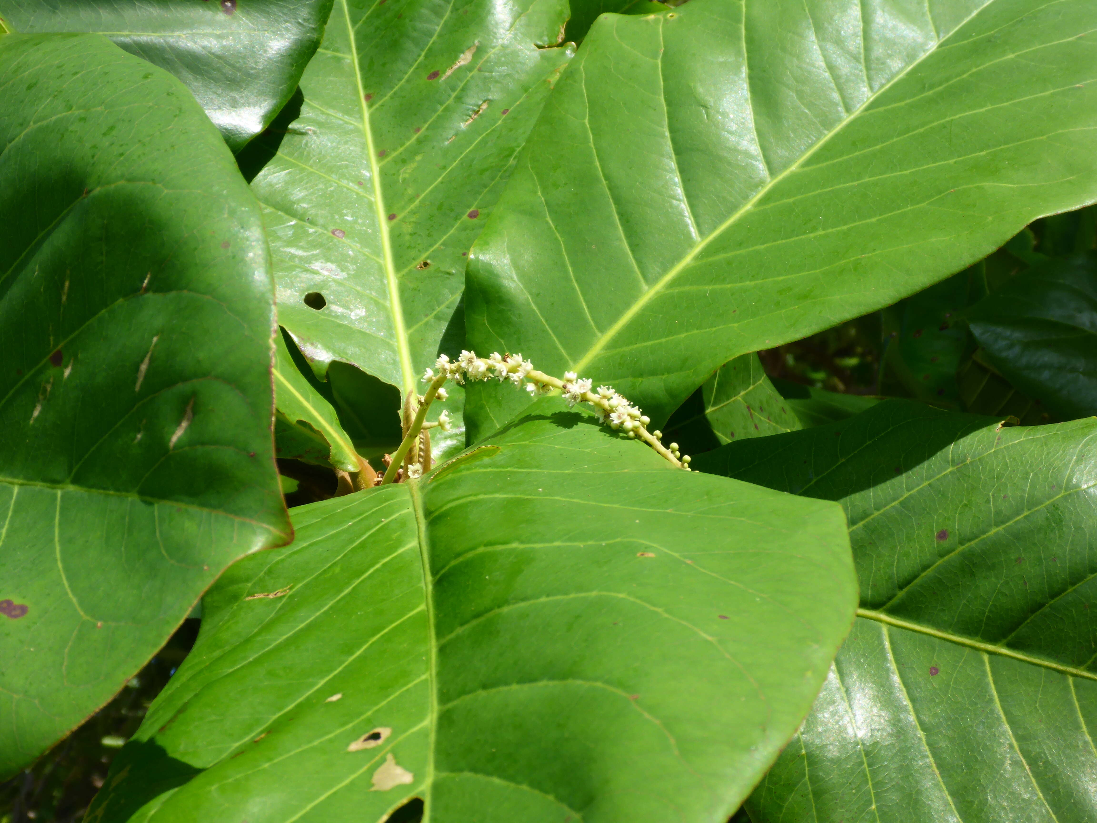 Image of tropical almond