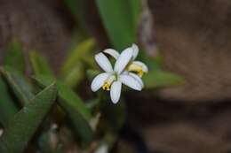 Image of Cattleya reginae (Pabst) Van den Berg
