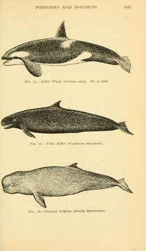 Image of killer whale