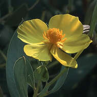 Image of Harford's tree poppy