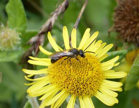 Image of sweat bees