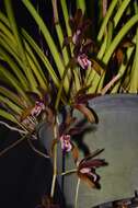 Cymbidium atropurpureum (Lindl.) Rolfe的圖片