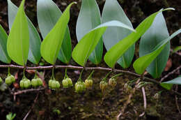 Image of Polygonatum punctatum Royle ex Kunth