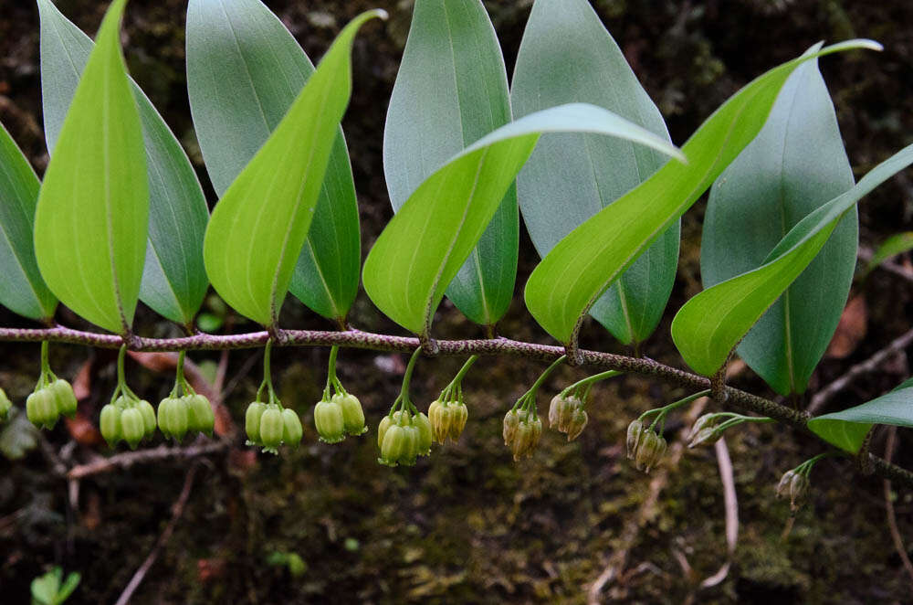 Слика од Polygonatum punctatum Royle ex Kunth