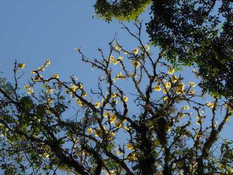 Image of Yellow trumpet tree