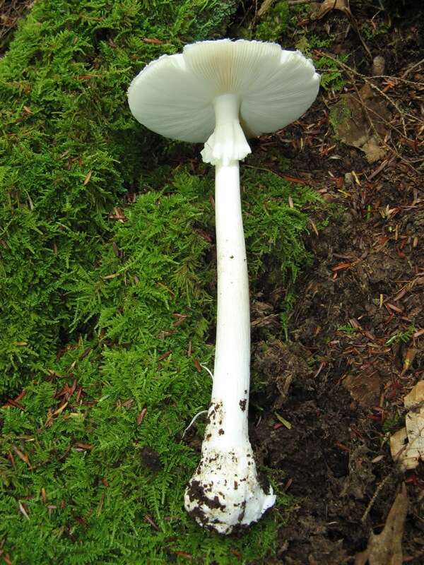 Image of Amanita bisporigera G. F. Atk. 1906