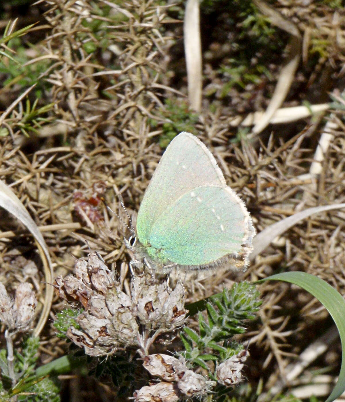 Plancia ëd Callophrys rubi (Linnaeus 1758)