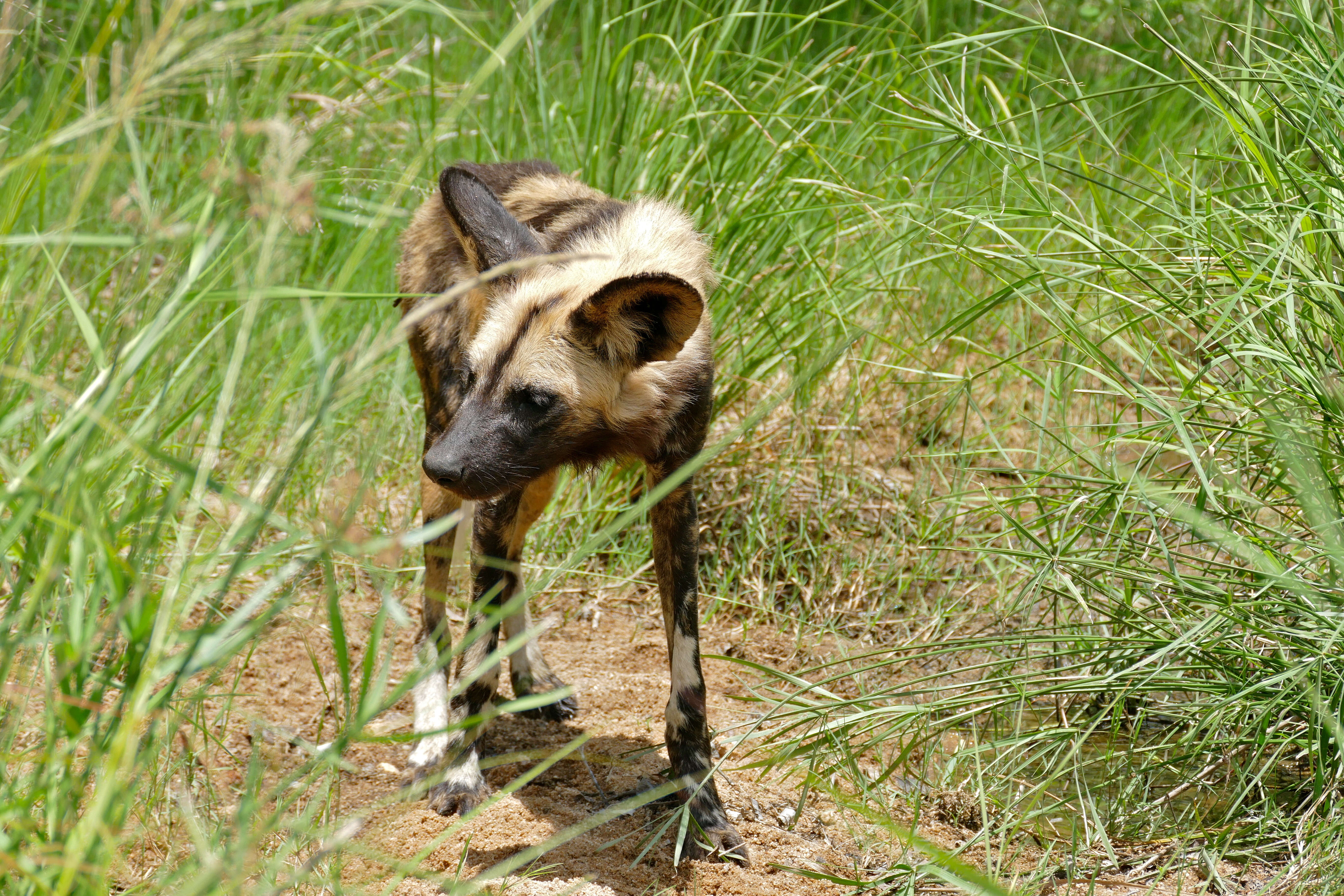 Image of African Hunting Dog