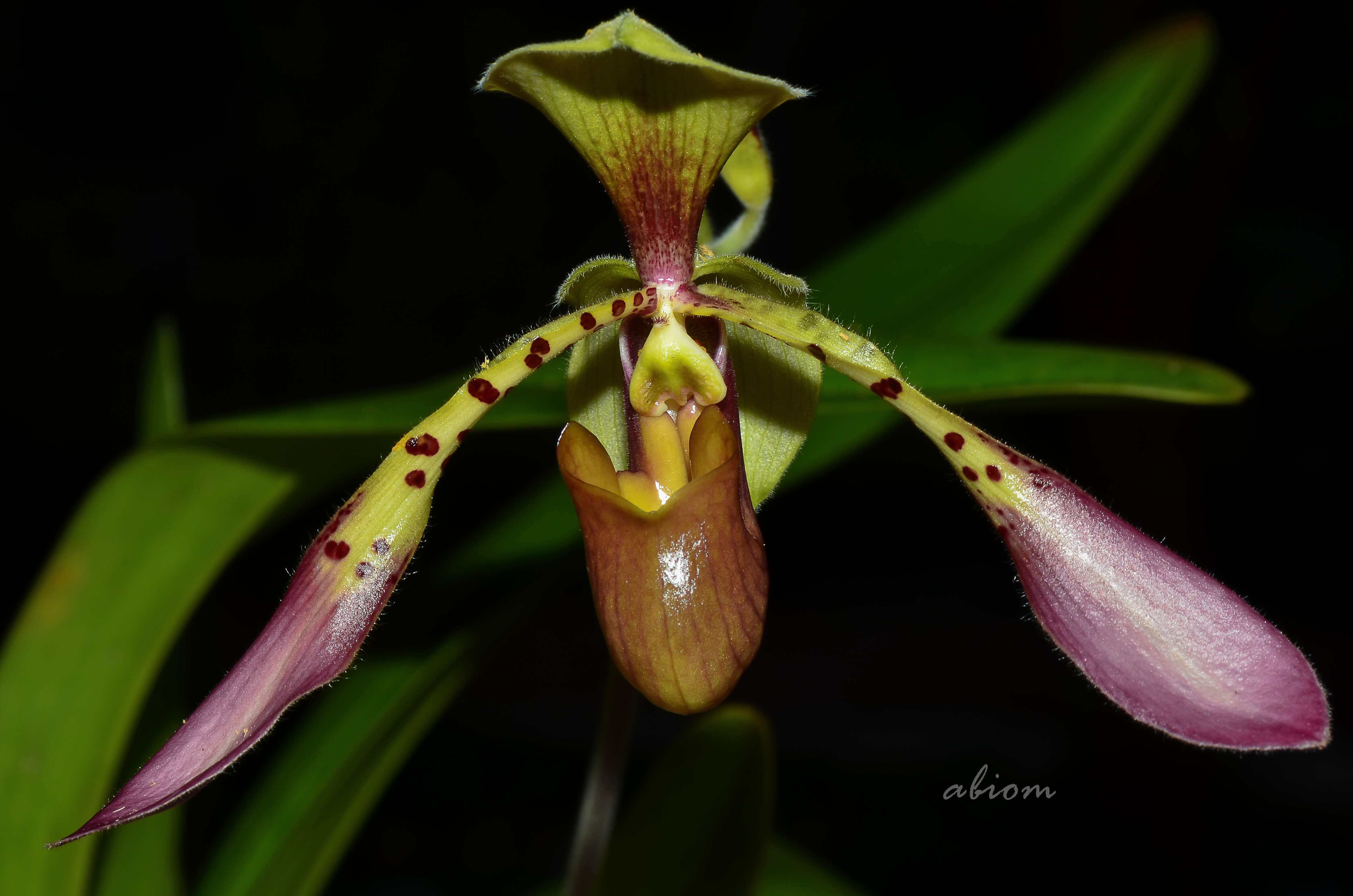 Слика од Paphiopedilum lowii (Lindl.) Stein