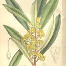 Слика од Tristaniopsis laurina (Sm.) P. G. Wilson & J. T. Waterhouse