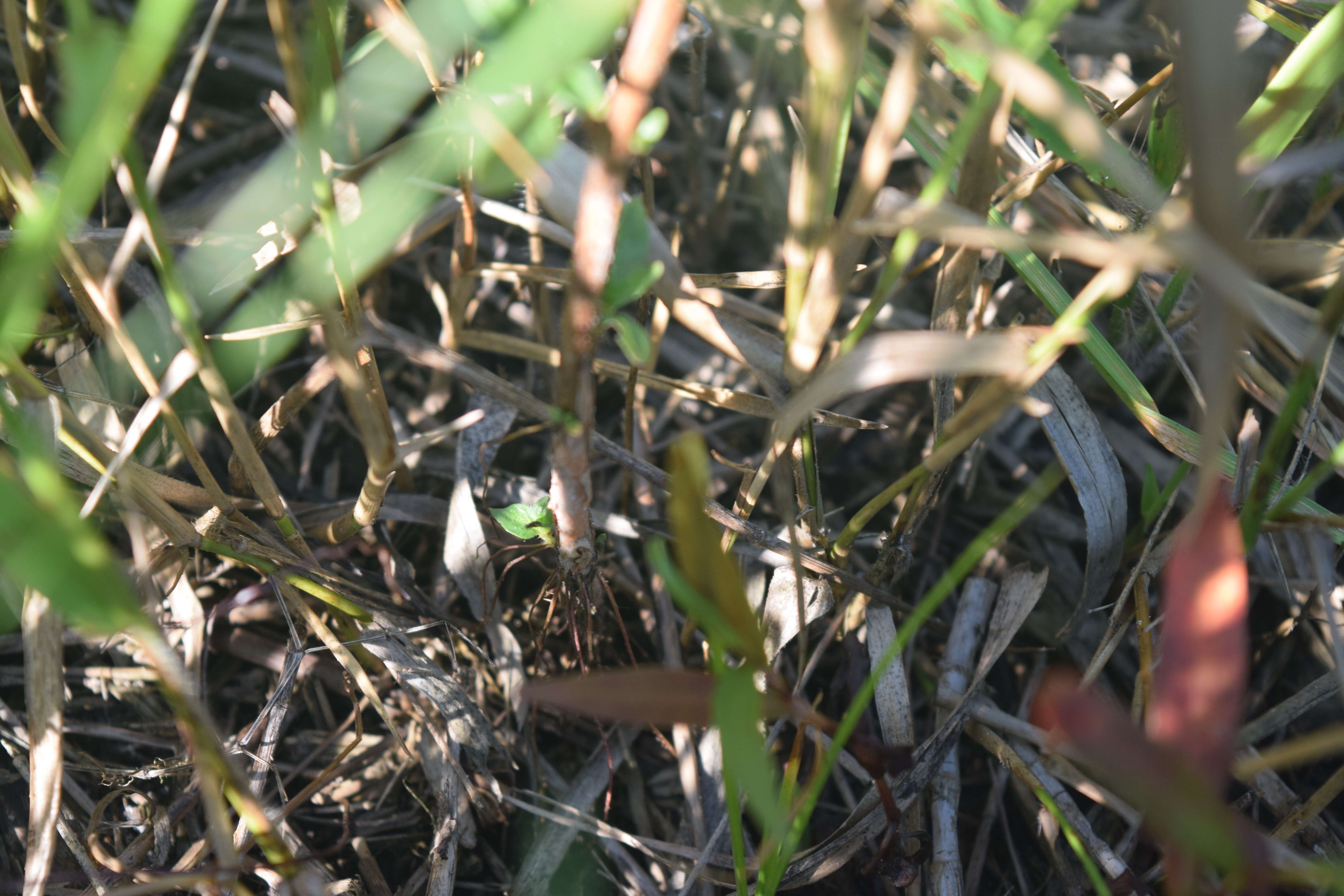 Image of Colombian Waxweed