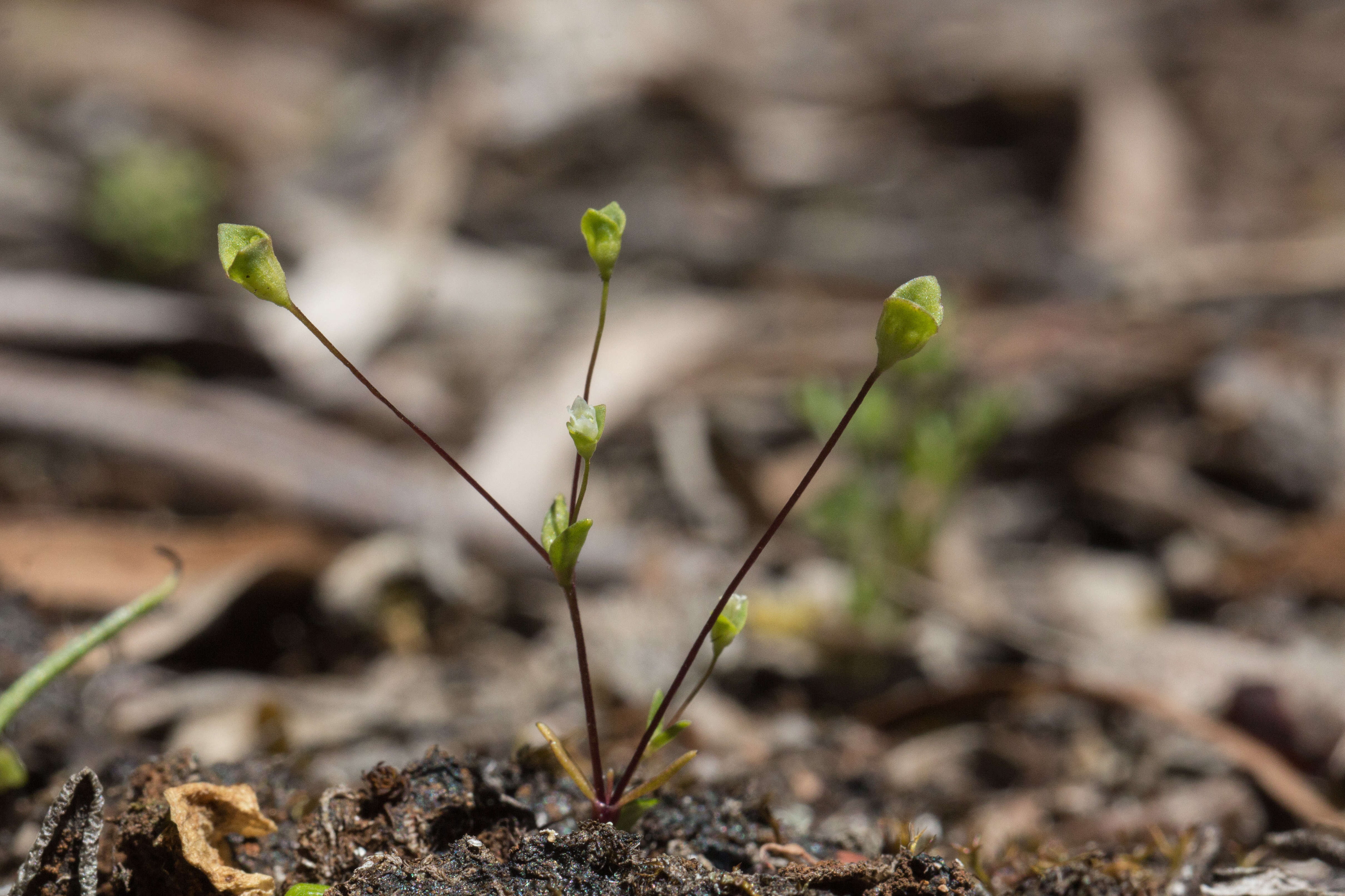 Image of Phyllangium