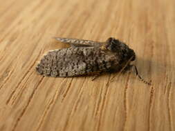 Image of bagworm moths