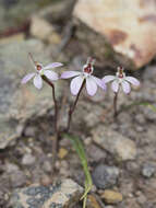 Image of Dusky fingers orchid