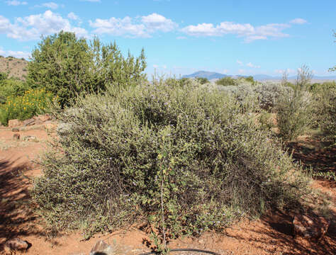 Image of Leucophyllum laevigatum Standley