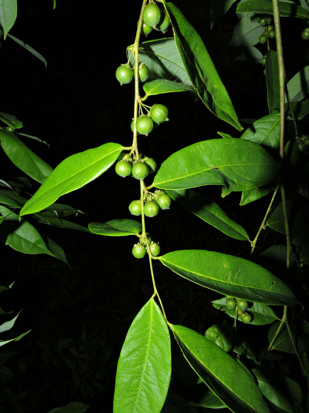 Image de Phyllanthus skutchii Standl.