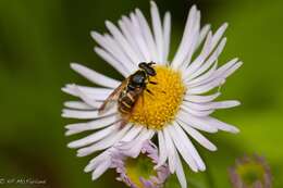 Image of Sericomyia