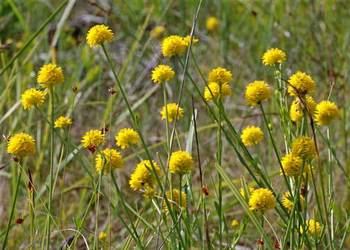 Polygala rugelii Shuttlew. ex A. Gray的圖片