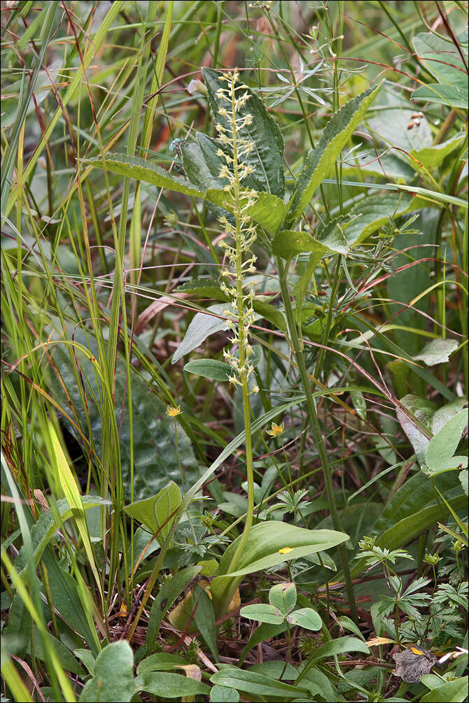 Image of Adder's-mouth orchid
