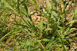 Image of Catchfly