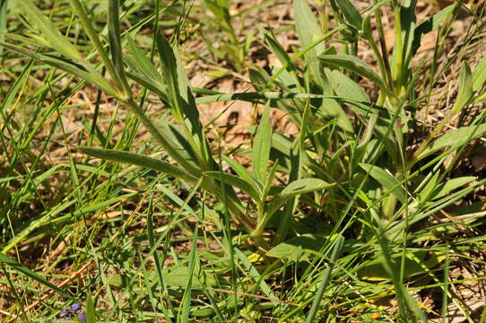 Слика од Silene latifolia Poir.