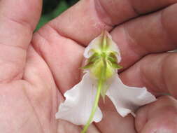 Image of Impatiens tinctoria A. Rich.