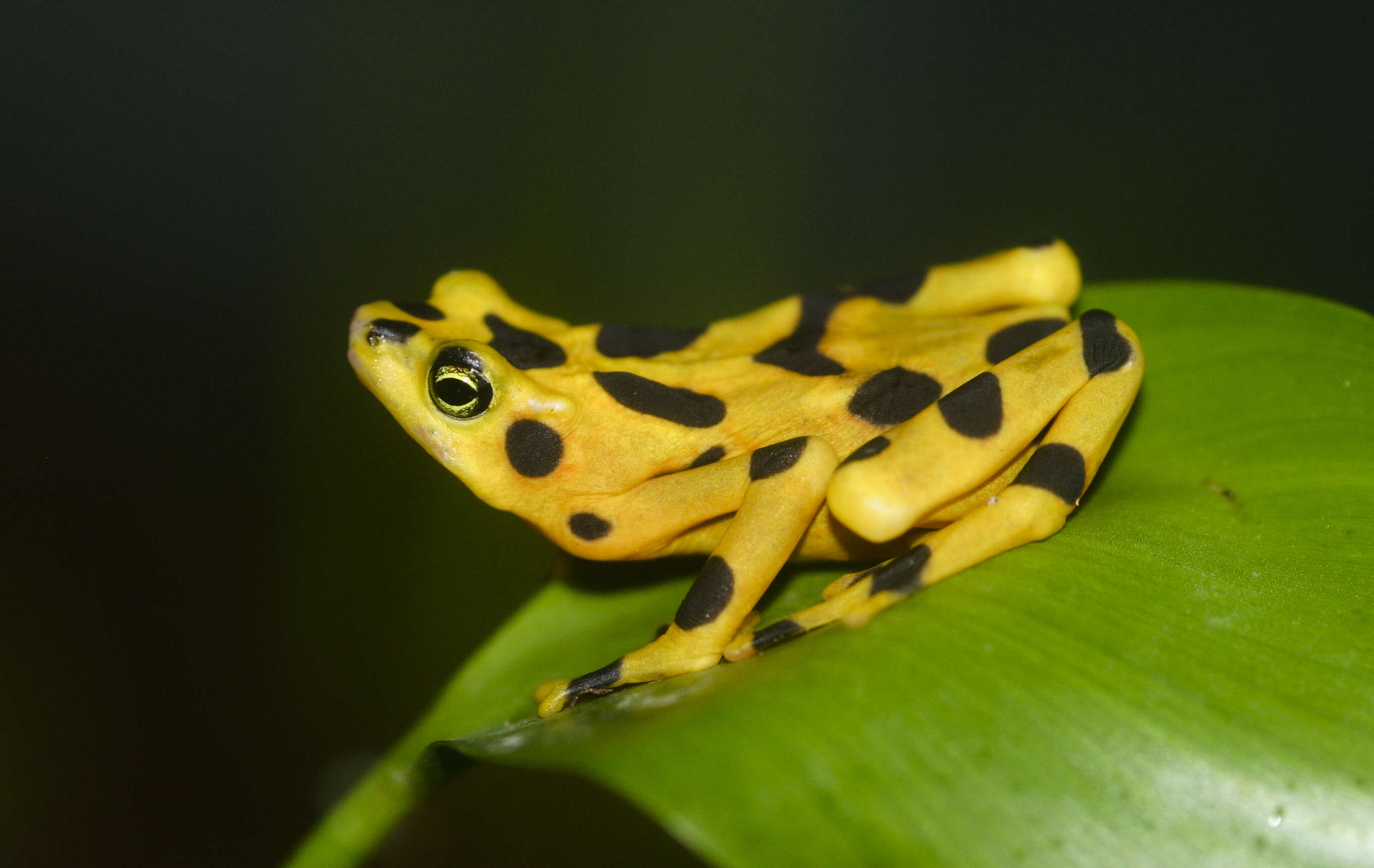 Image of harlequin frogs