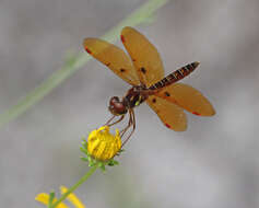 Image of Eastern Amberwing