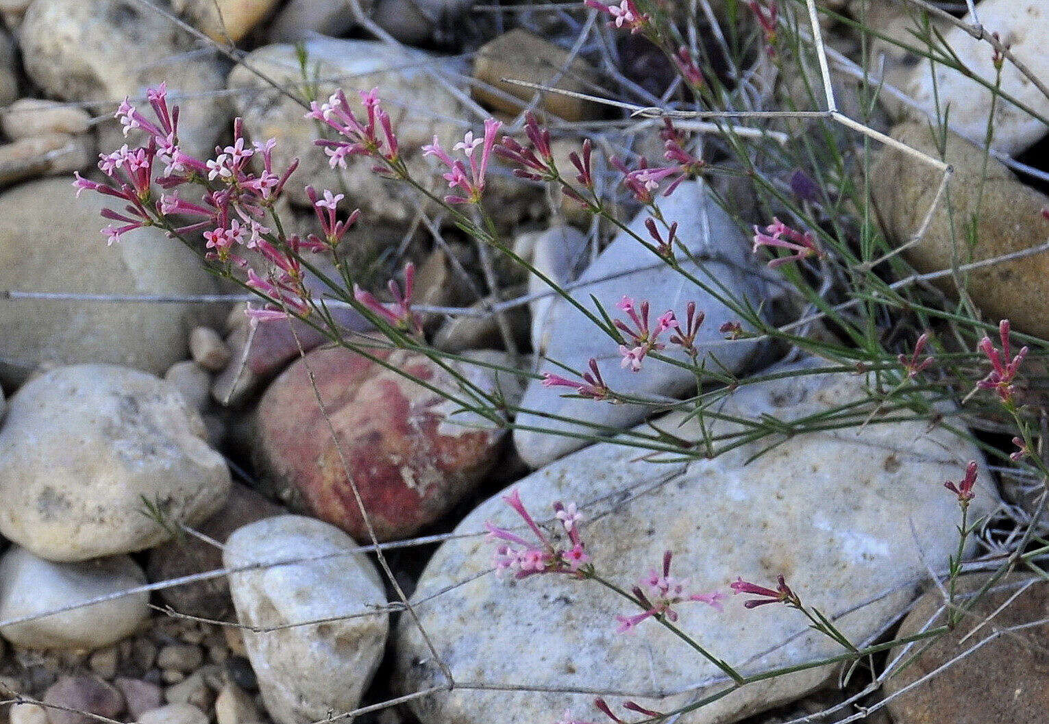 Plancia ëd Asperula