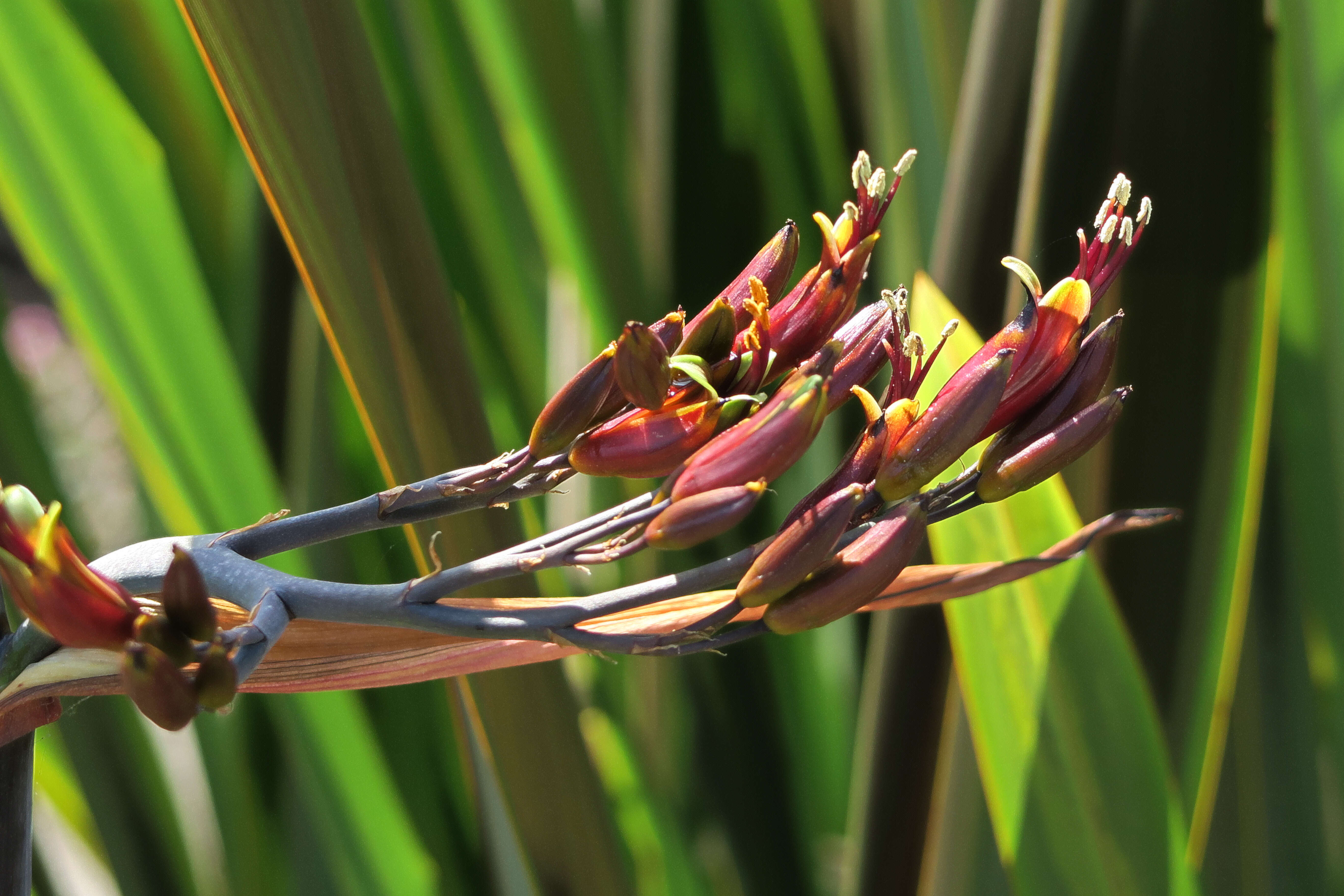 Image of bloodwort family