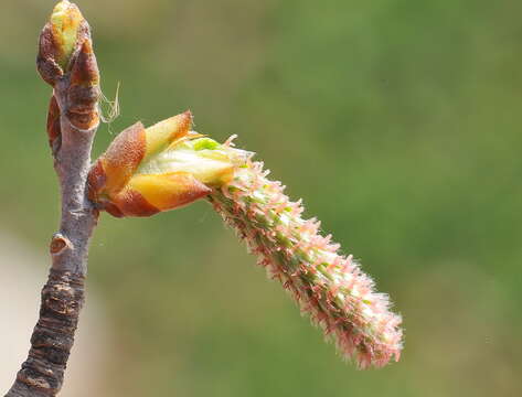 Image of White Poplar