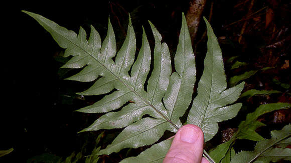 Imagem de Pteris denticulata Sw.