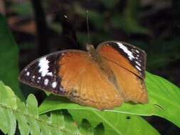 Image of Bebearia mardania Fabricius 1793