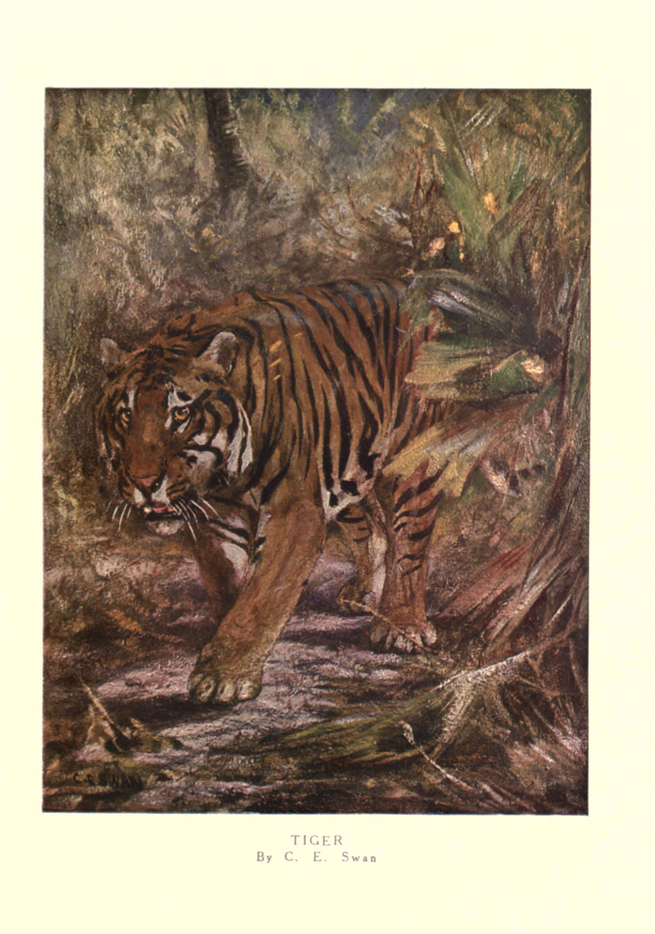 Imagem de Panthera Oken 1816